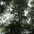 Buy The Ancient Forest IX