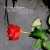 Purchase The Red, Red Rose (EP) Mp3