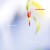 Buy Melaine Dalibert & David Sylvian 