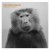 Purchase Baboon Moon Mp3