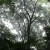 Buy The Ancient Forest VII