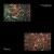 Buy Bad Vibes: Rarities + Extras