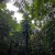 Buy The Ancient Forest XI