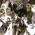 Purchase Naerconpeppen (CDS) Mp3