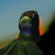 Purchase Hostage (CDS) Mp3