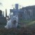 Buy The Adventures Of Greyfriars Bobby
