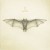 Purchase White Bat Mp3
