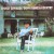 Buy Down Home In The Country (Vinyl)