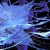 Purchase Fresh Blood Mp3
