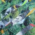 Purchase Buscabulla (EP) Mp3