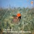 Purchase The Best Of Rice & Beans Orchestra (Vinyl) Mp3