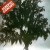 Purchase Árvore (Vinyl) Mp3