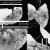 Buy Nijo (Yn Y Sŵn) (With Massimo Silverio) (EP)