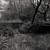 Buy The Ancient Forest III