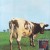 Purchase Atom Heart Mother, The High Resolution Remasters CD1 Mp3