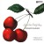 Purchase Life Is Just A Bowl Of Cherries (Vinyl) Mp3